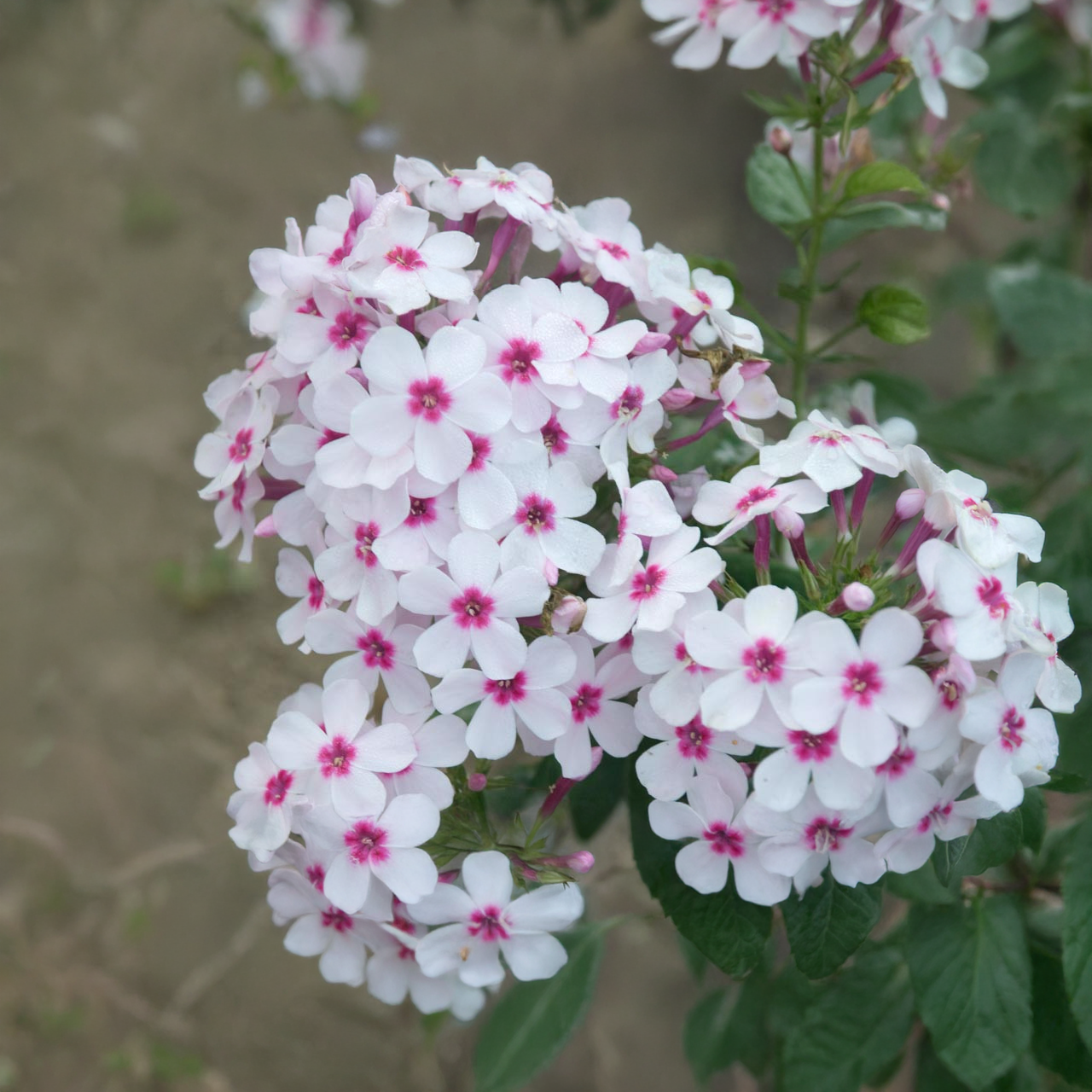 Phlox Paniculata 'White Eye Flame'