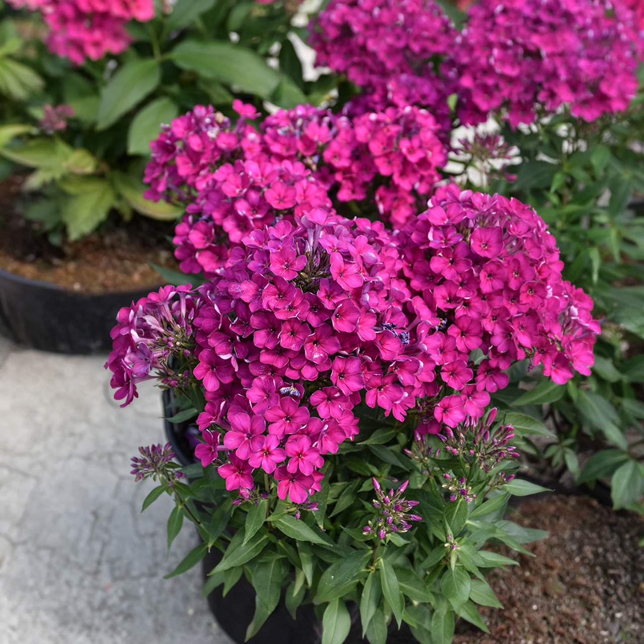 Phlox Paniculata 'Early Cerise'