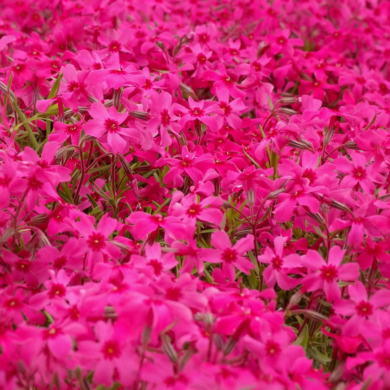 Phlox Subulata 'Early Spring Hot Pink'