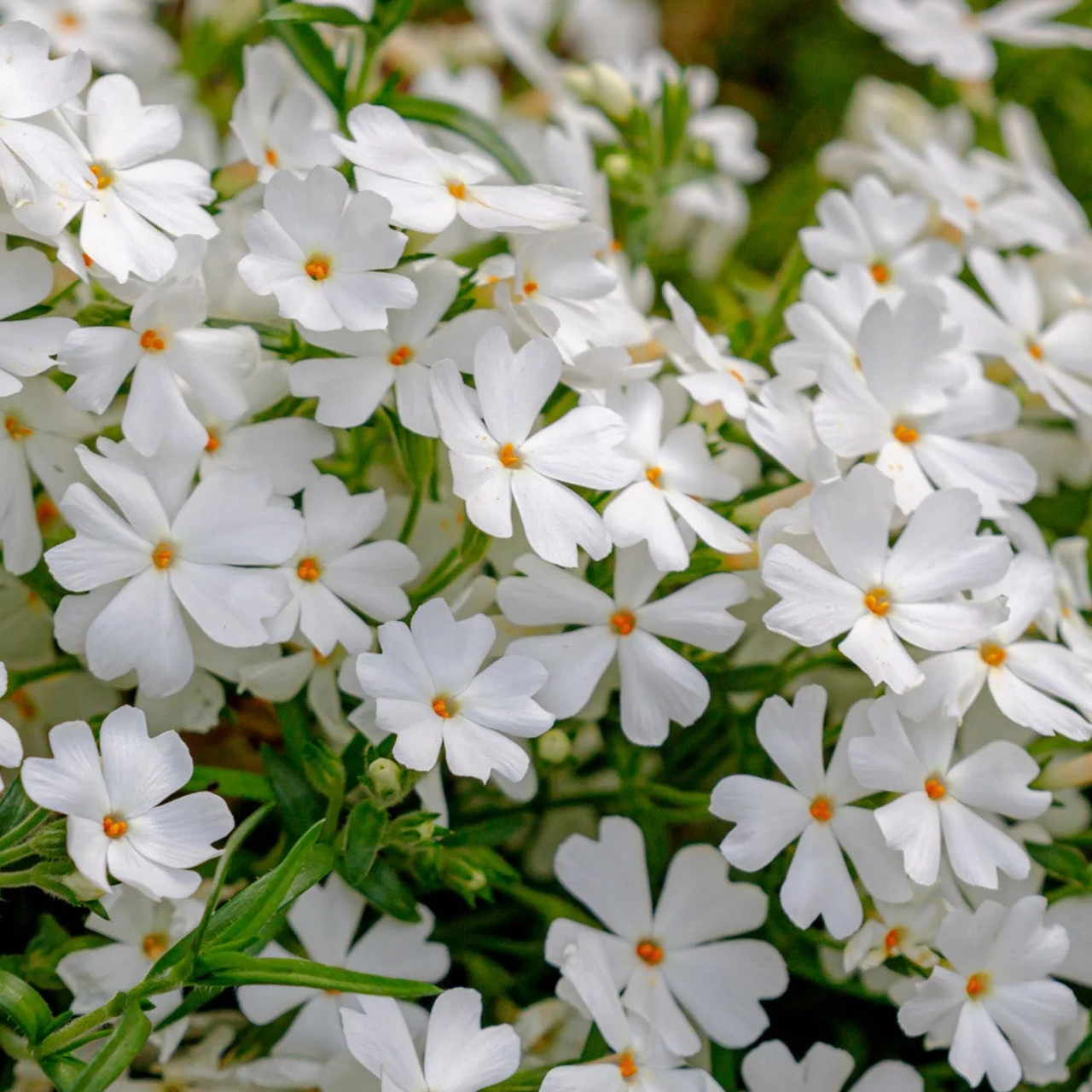 Phlox subulata 'Spring White'