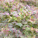 Polémonium rampant 'Stairway To Heaven'