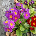 Primula Crescendo 'Pink Shades'