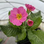 Primula Polyanthus Mélange 'Supernova'