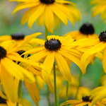 Rudbeckia Fulgida 'Goldsturm'