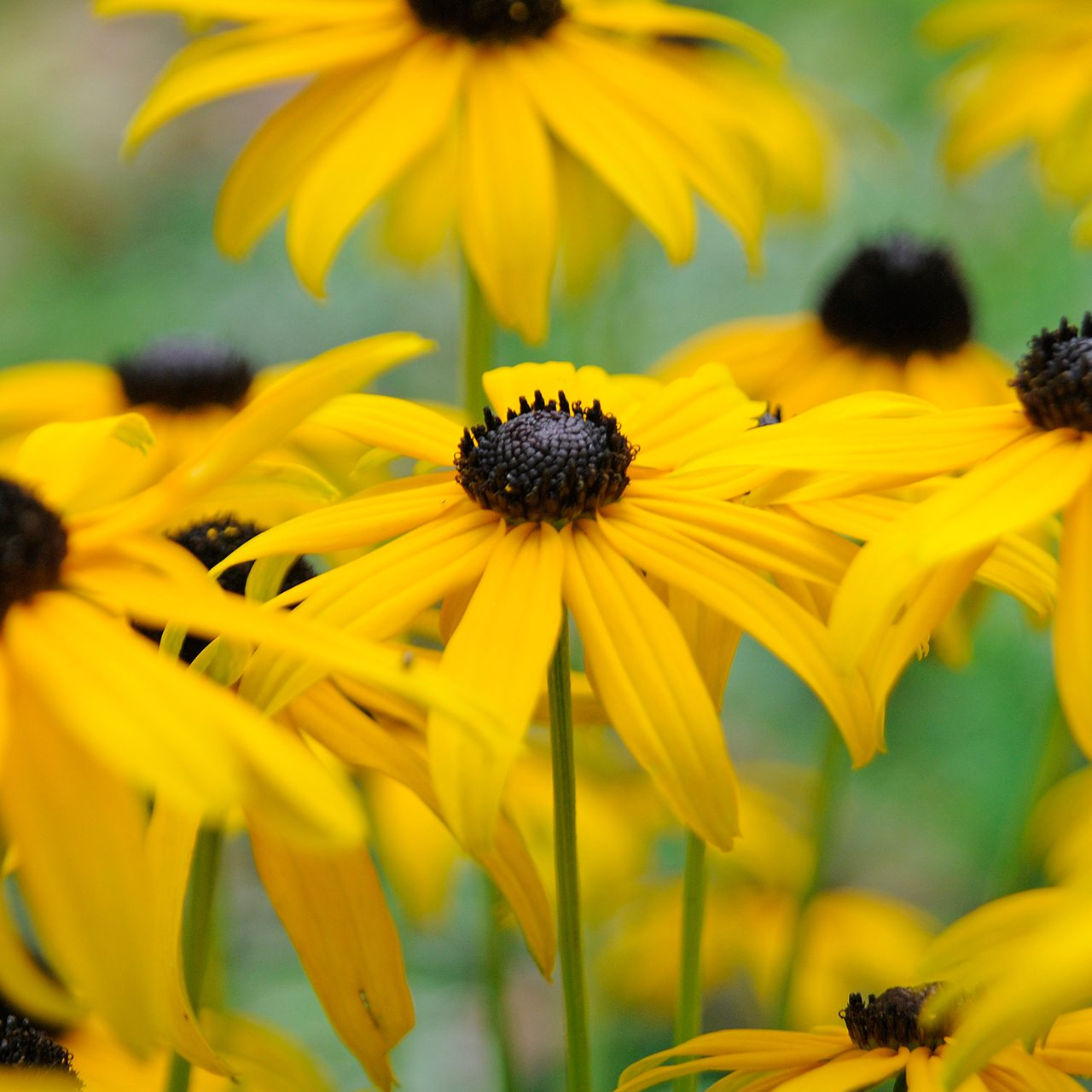 Rudbeckia Fulgida 'Goldsturm'