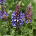 Salvia Nemorosa 'Blue Marvel'