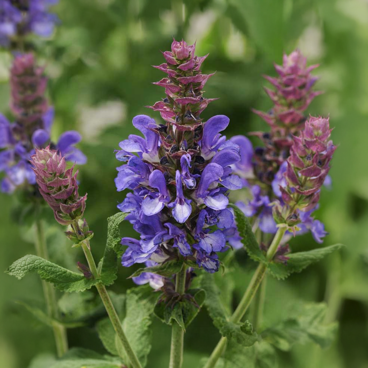 Salvia Nemorosa 'Blue Marvel'