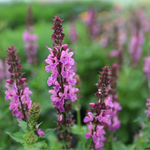 Salvia Nemorosa 'Rose Marvel'