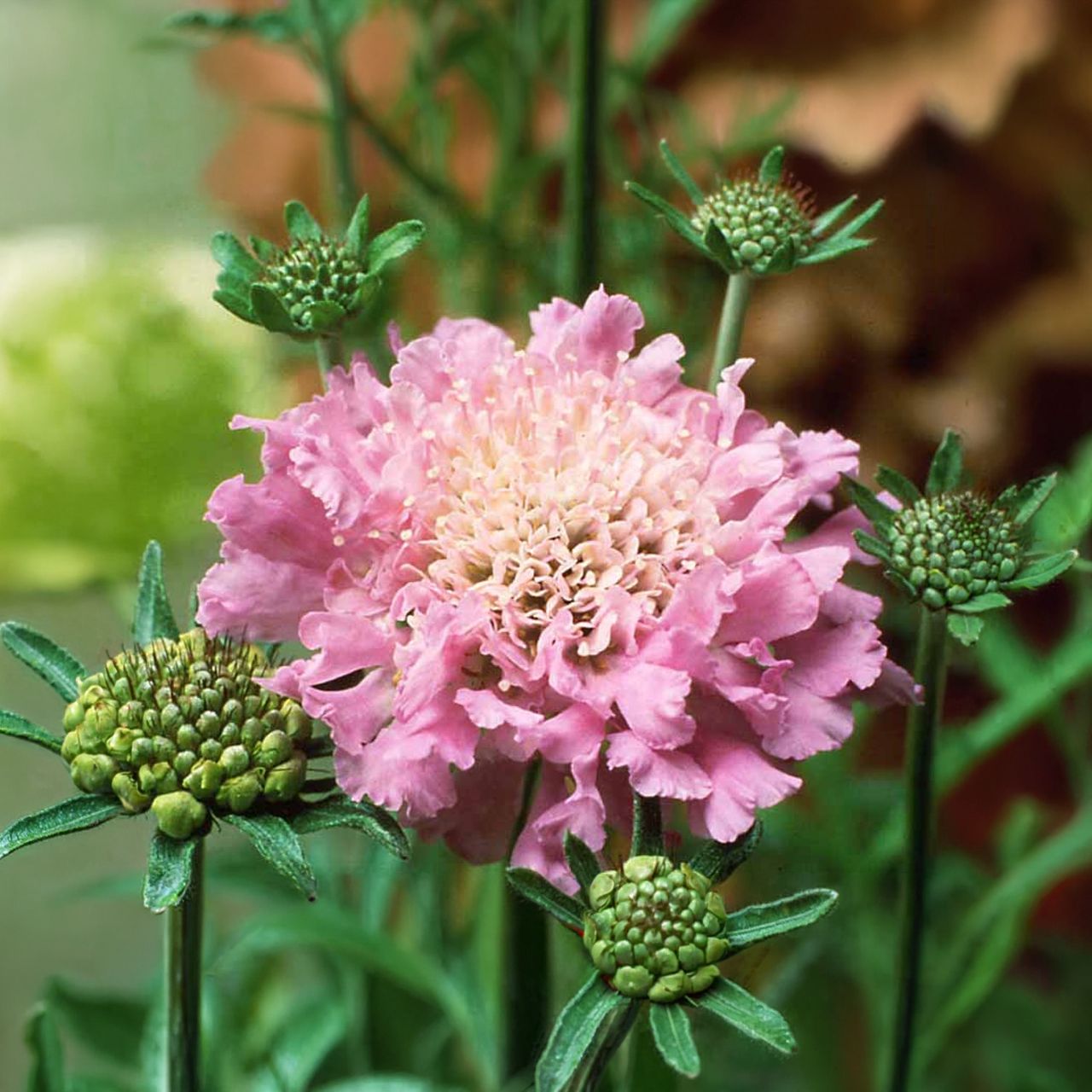 Scabiosa columbaria 'Pink Mist'