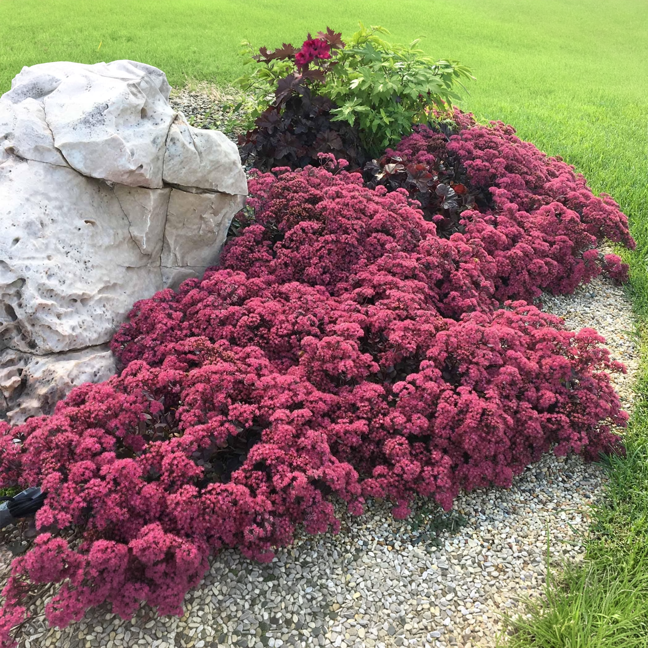 Sédum Sunsparkler 'Dazzleberry'