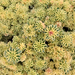 Sedum Takesimense 'Atlantis'