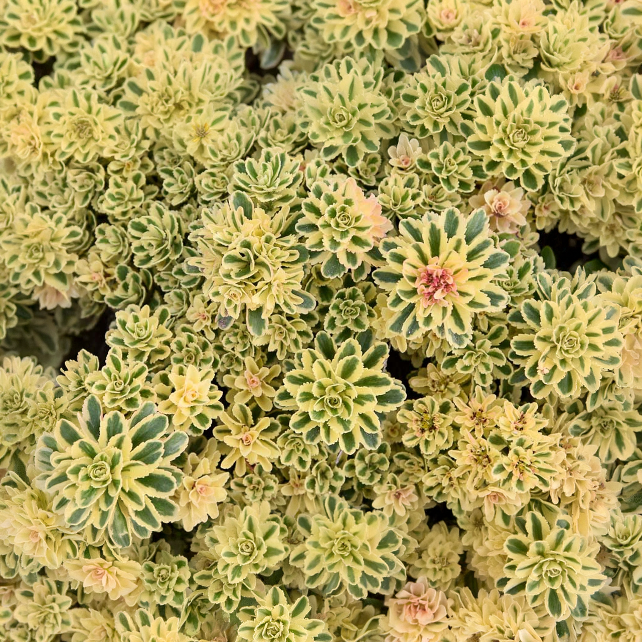 Sedum Takesimense 'Atlantis'