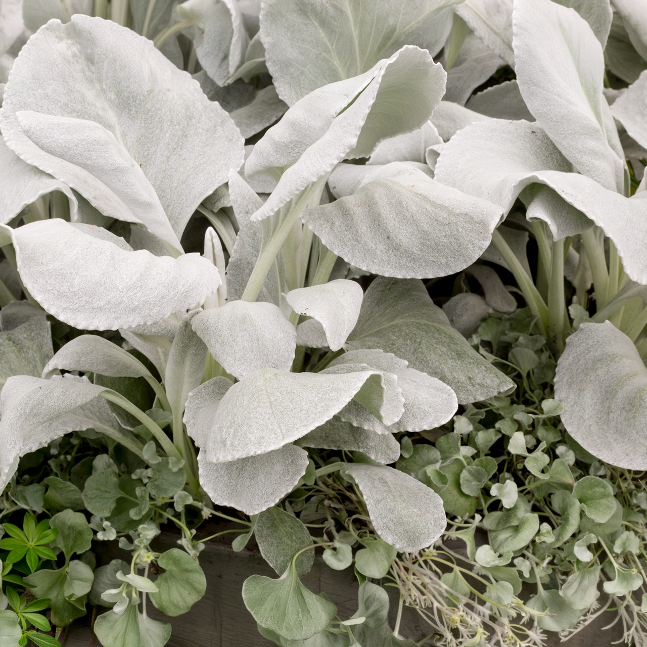Senecio candidans 'Angel Wings'