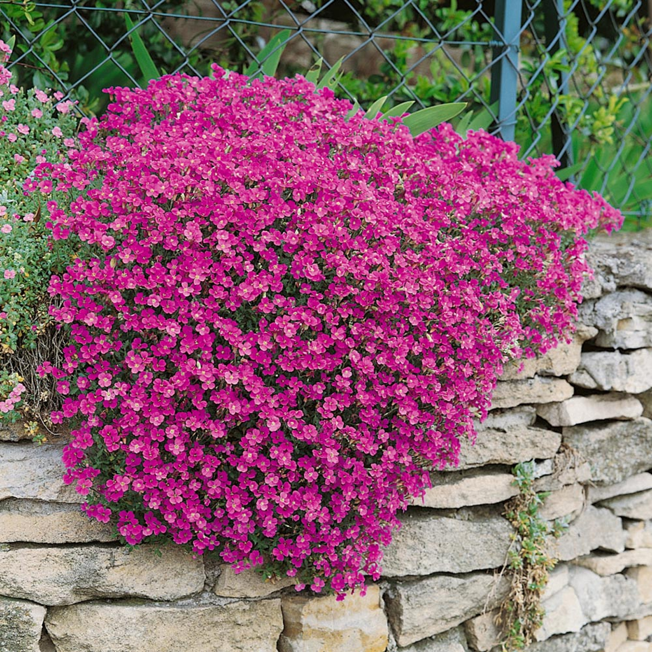 Thymus Serpyllum 'Coccineus'