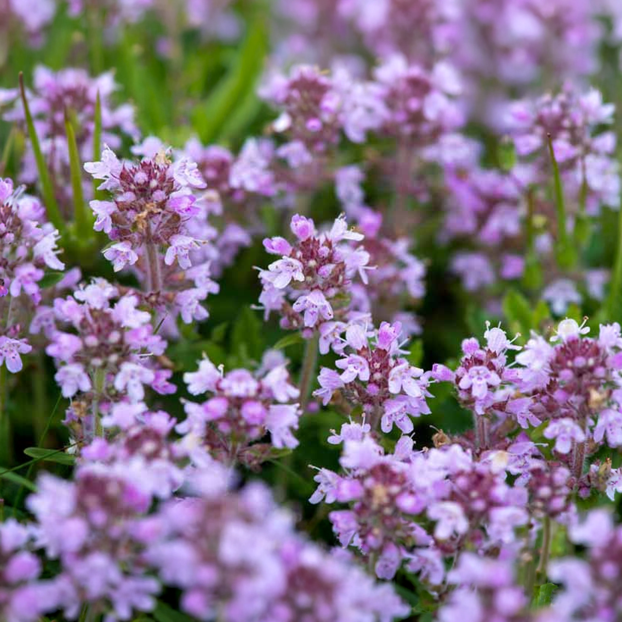 Thymus Serpyllum 'Roseus'
