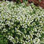Thym serpolet 'Albus'
