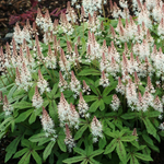 Tiarelle 'Spring Symphony'