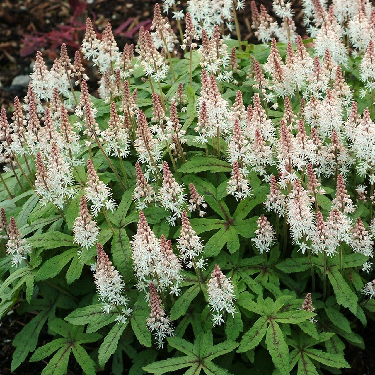 Tiarelle 'Spring Symphony'