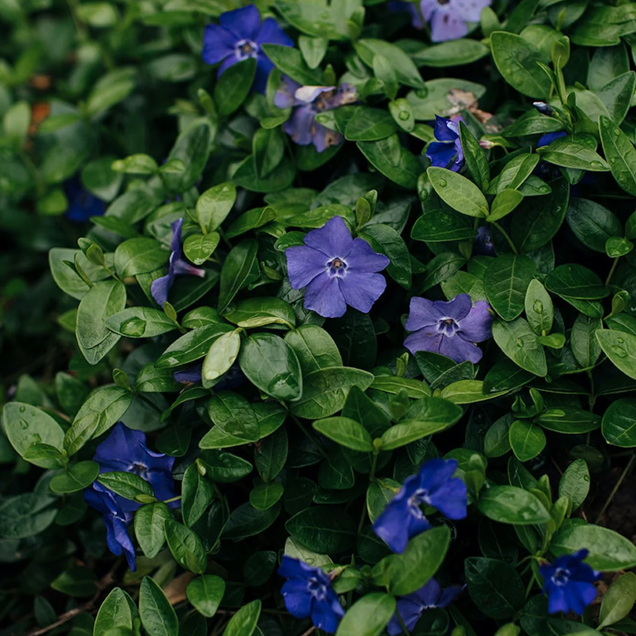 Vinca mineure 'Bleue'