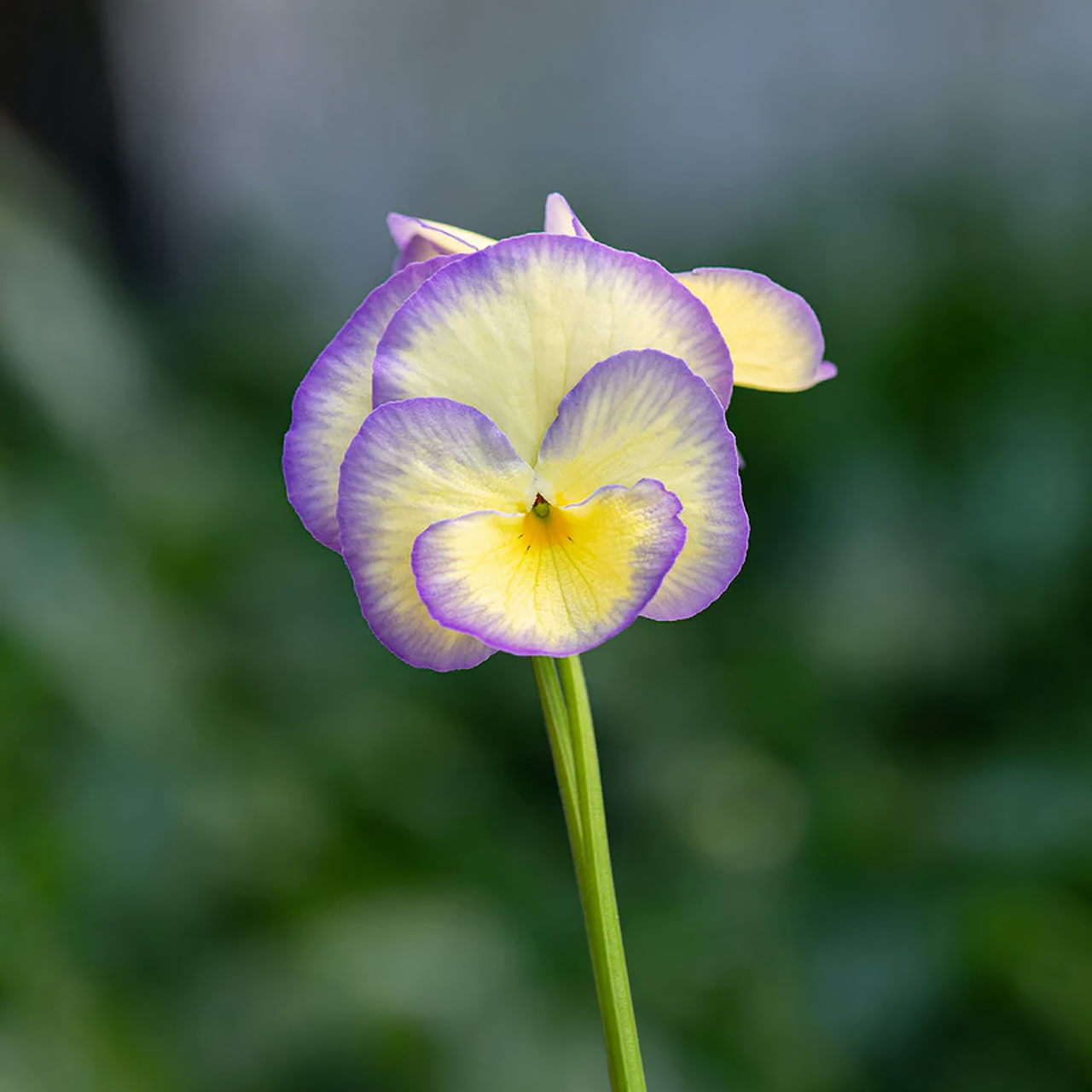 Pensée 'Etain'