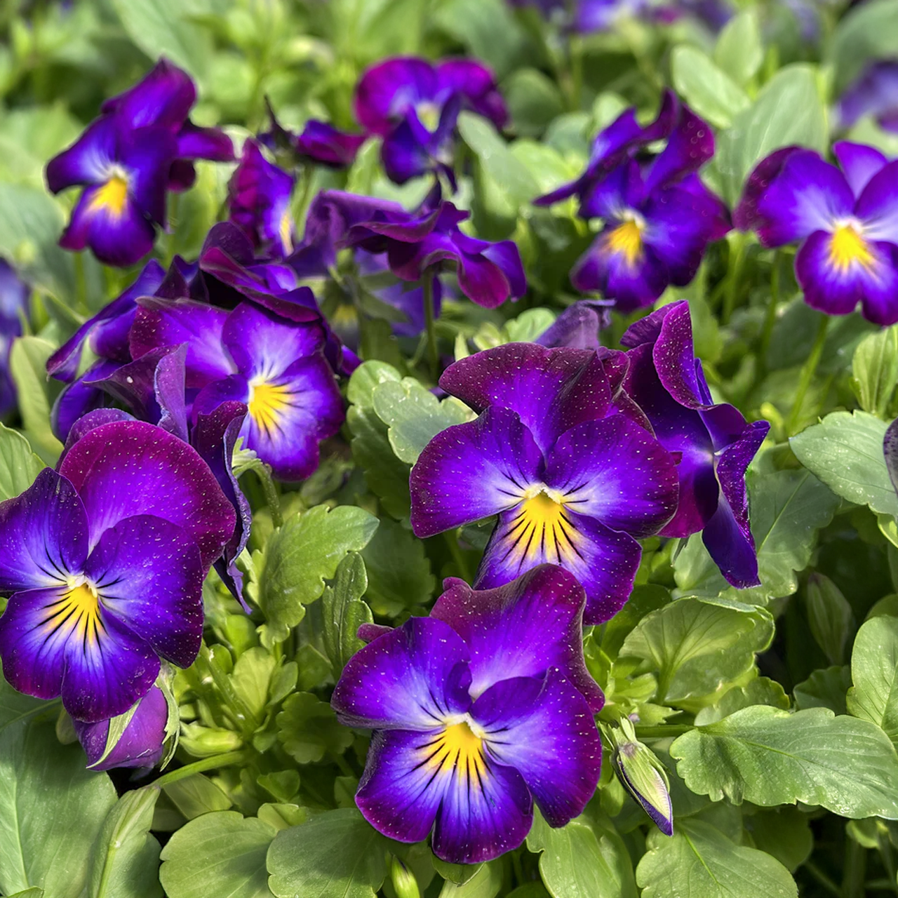Pensée Halo « Violet »